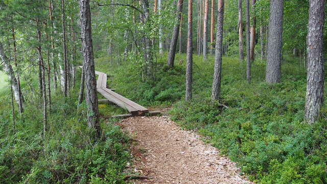 A small wooden walkway leads off into a thick forest.