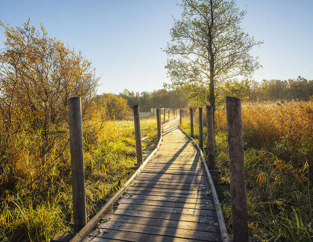 Boardwalk surrounded by trees