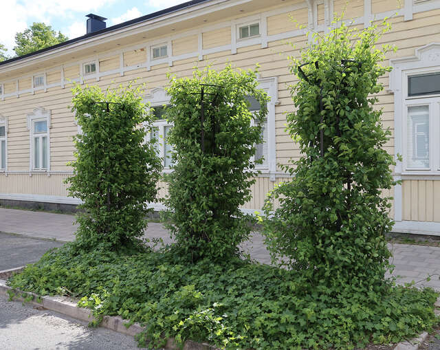 Classical style old yellow wooden 1,5-storey high house