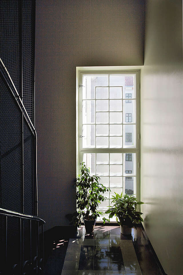 Houseplants in front of a grid window in a stairway.